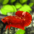 Red Gold Galaxy HMPK Betta Fish Male