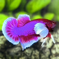 Purple Lavender Butterfly Dumbo Ears HMPK Betta Fish Male