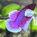 Purple Lavender Butterfly Dumbo Ears HMPK Betta Fish Male
