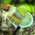 Yellow Green Salamander Dumbo Ears HMPK Betta Fish Male