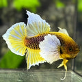 Spade Tail Yellow Lavender Shark Fins Dumbo Ears HMPK Betta Fish Male