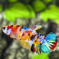 Multicolor Yellowbase Galaxy HMPK Betta Fish Female For Sorority / Breed