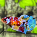Multicolor Galaxy HMPK Betta Fish Female For Sorority / Breed