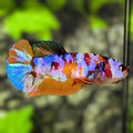 Multicolor Candy Galaxy HMPK Betta Fish Female For Sorority / Breed