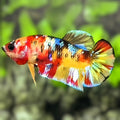 Yellowbase Multicolor Galaxy HMPK Betta Fish Female For Sorority / Breed