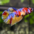 Multicolor Candy Galaxy HMPK Betta Fish Female For Sorority / Breed