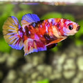 Multicolor Candy Galaxy HMPK Betta Fish Female For Sorority / Breed
