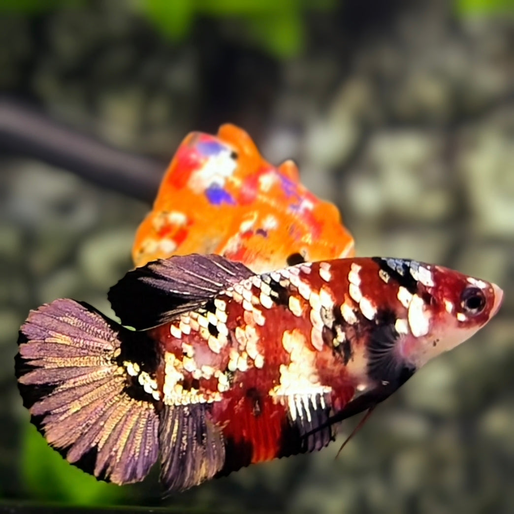 Koi Copper Purple Galaxy HMPK Betta Fish Female For Sorority / Breed #RKC