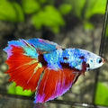 Multicolor Halfmoon Betta Fish Female For Sorority / Breed
