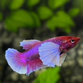 Purple Lavender Dumbo Ears HMPK Betta Fish Female For Sorority / Breed
