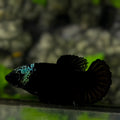 Black Green Tancho HMPK Betta Fish Female For Sorority / Breed