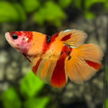 Leopard Nemo Koi Halfmoon Betta Fish Female For Sorority / Breed
