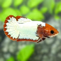 Fancy Copper Red Head HMPK Betta Fish Female For Sorority / Breed
