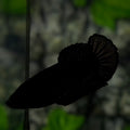 Solid Super Black HMPK Betta Fish Female For Sorority / Breed