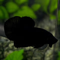 Solid Super Black HMPK Betta Fish Male
