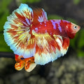Monkey Face Red Purple Barongsai Gold Halfmoon Betta Fish Male
