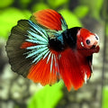 Red Black Koi Monkey Face Halfmoon Betta Fish Male