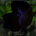 Black Purple Startail Halfmoon Betta Fish Male