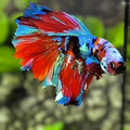 Multicolor Galaxy Halfmoon Betta Fish Male
