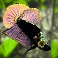 Avatar Helmet Blacklight Copper Gold HMPK Betta Fish Male