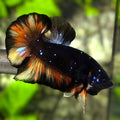 Avatar Blackstar Nemo Variation HMPK Betta Fish Male