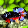 Avatar Blackstar Purple Nemo Variation Over HMPK Betta Fish Male