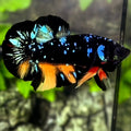 Avatar Blackstar Nemo Variation HMPK Betta Fish Male