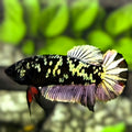 Avatar Blackstar Copper Purple Gold HMPK Betta Fish Female For Sorority / Breed