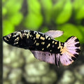 Avatar Blackstar Copper Purple Gold HMPK Betta Fish Female For Sorority / Breed