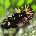 Avatar Blackstar Copper Gold HMPK Betta Fish Female For Sorority / Breed