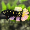 Avatar Blackstar Copper Purple Gold HMPK Betta Fish Female For Sorority / Breed