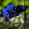 Avatar Blackstar Blue HMPK Betta Fish Female For Sorority / Breed