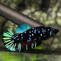 Avatar Blackstar Turquoise HMPK Betta Fish Female For Sorority / Breed