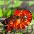 Leopard Koi JUMBO GIANT HMPK Betta Fish Male