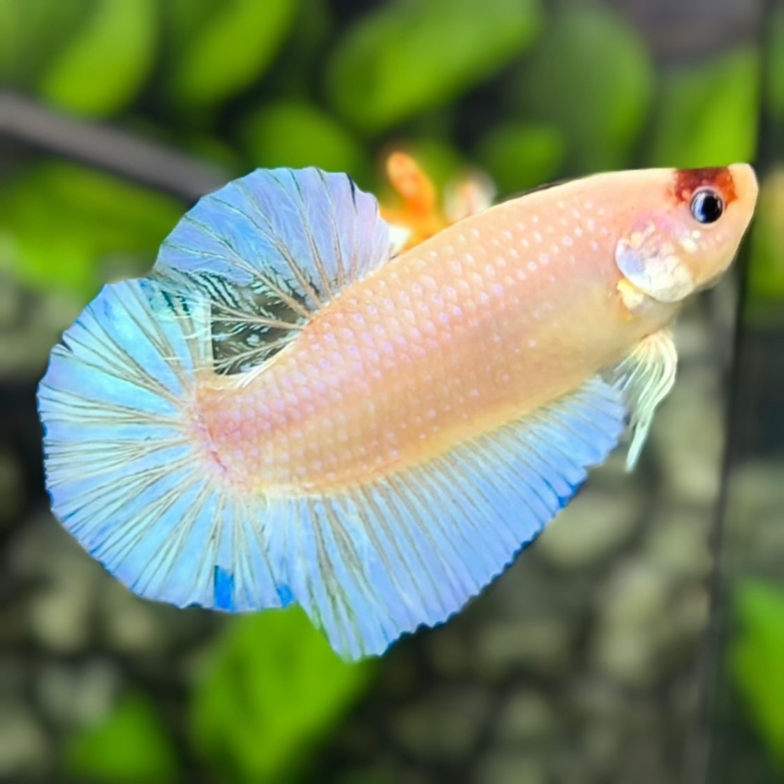 Skyblue Tancho Koi JUMBO GIANT HMPK Betta Fish Male