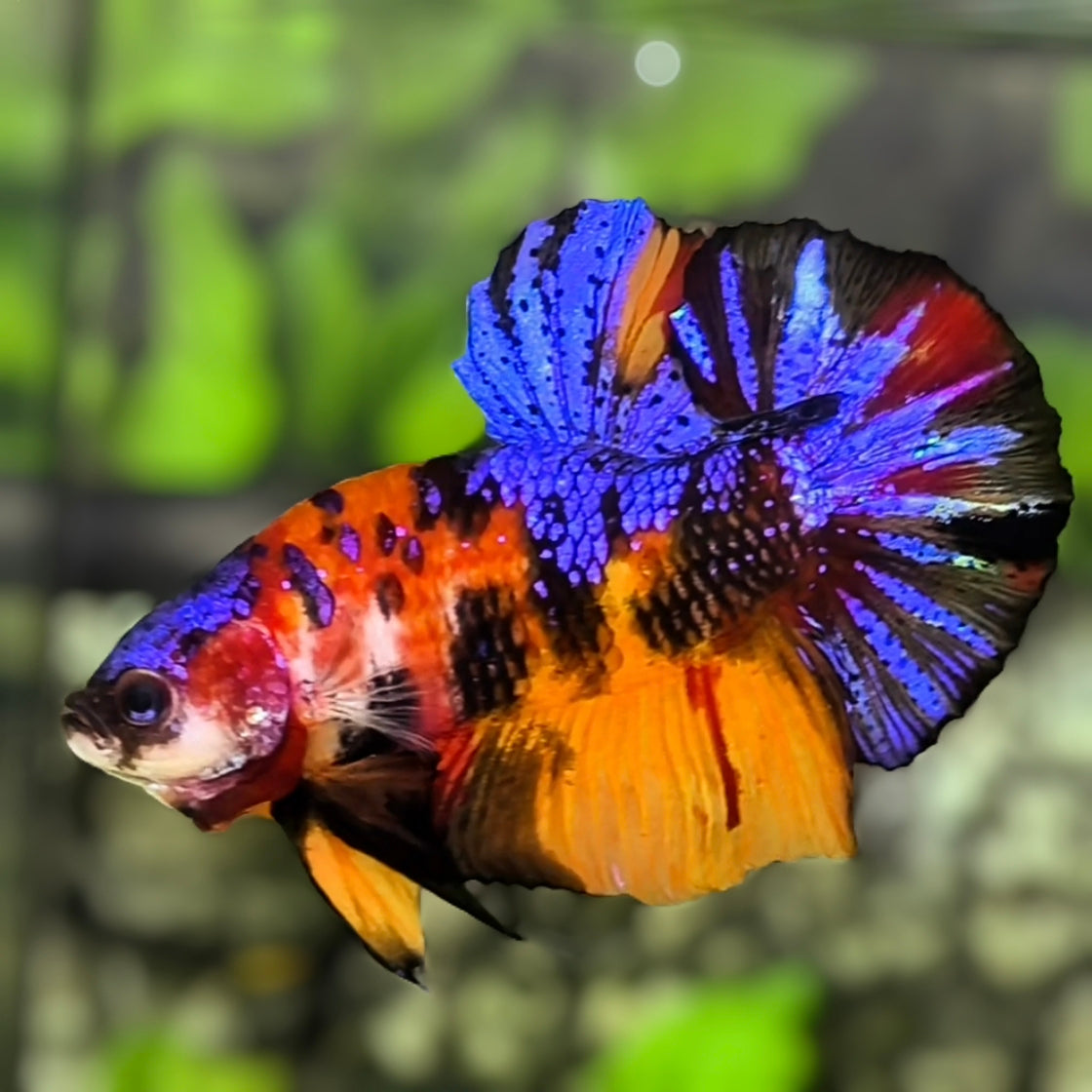 Multicolor Tiger Galaxy JUMBO GIANT HMPK Betta Fish Male