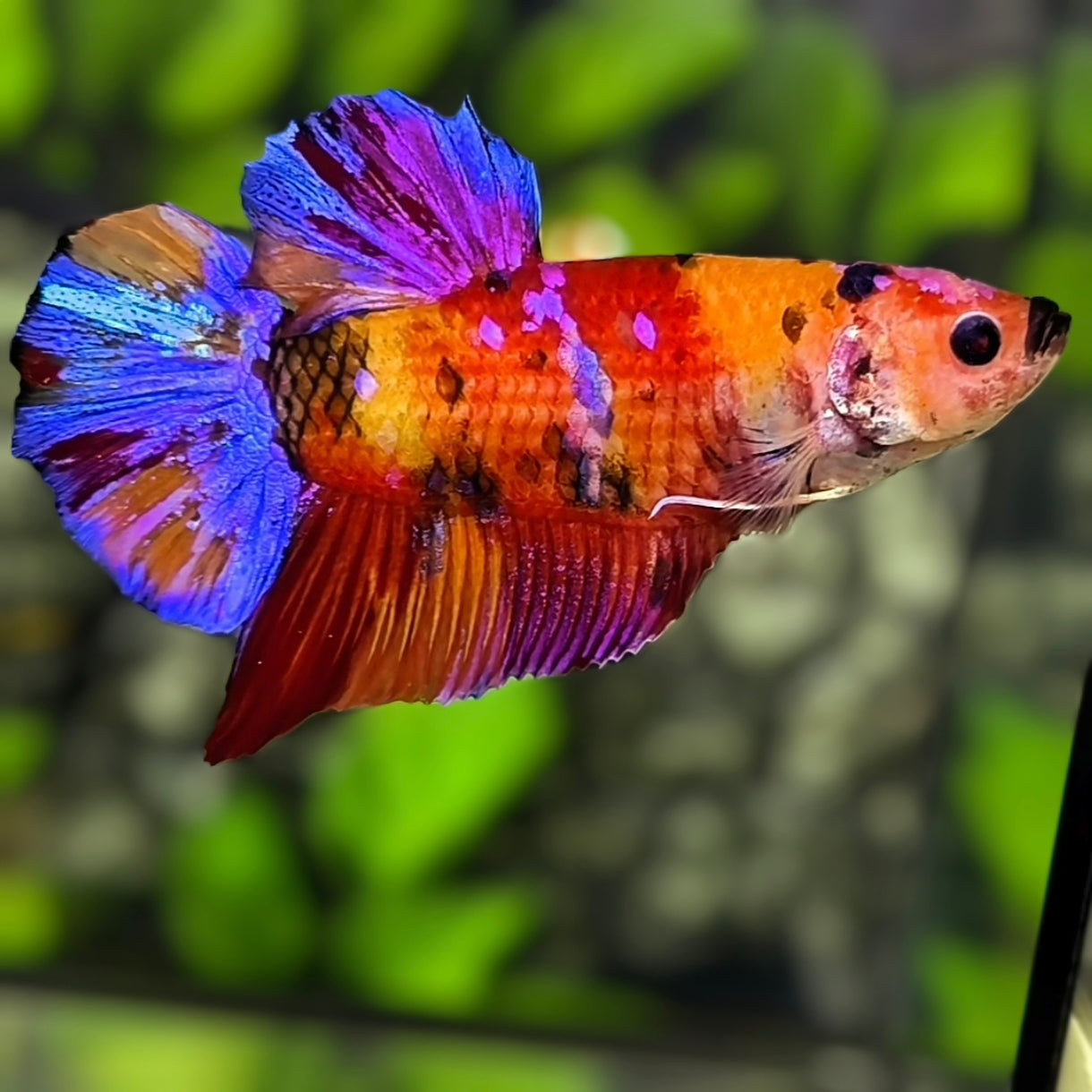 Multicolor Candy Galaxy JUMBO GIANT HMPK Betta Fish Male