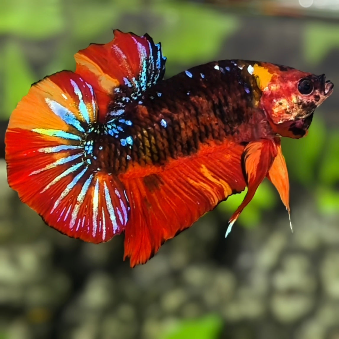 Black Nemo Galaxy JUMBO GIANT HMPK Betta Fish Male