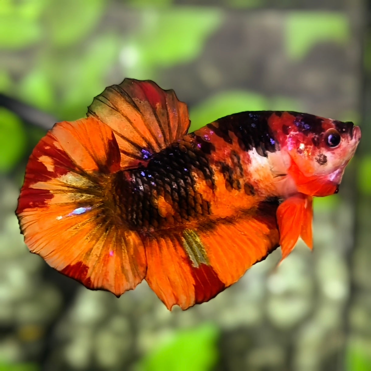 Nemo Leopard Tiger JUMBO GIANT HMPK Betta Fish Male