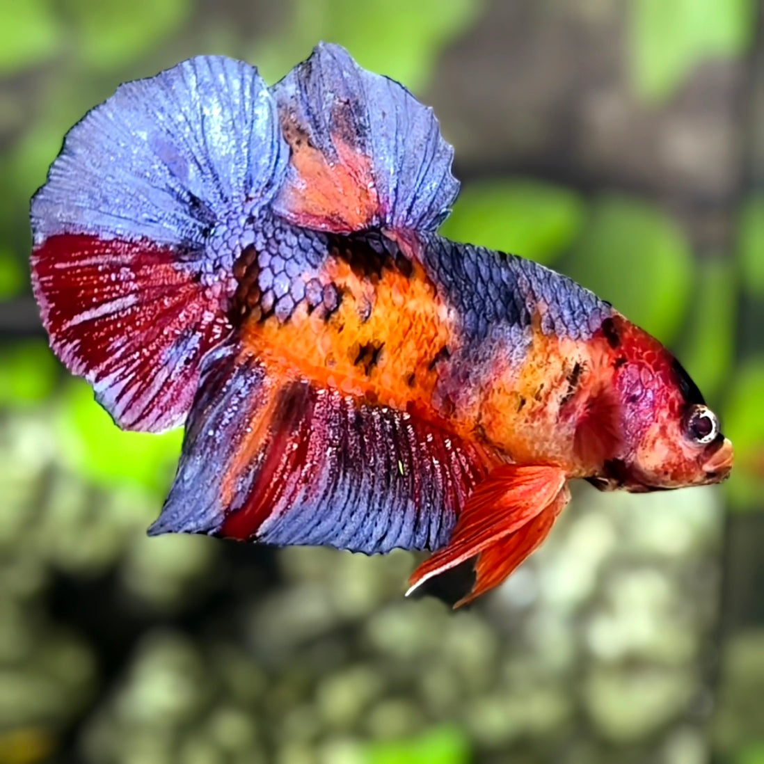 Multicolor JUMBO GIANT HMPK Betta Fish Male