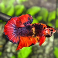 Red Purple Koi JUMBO GIANT HMPK Betta Fish Male