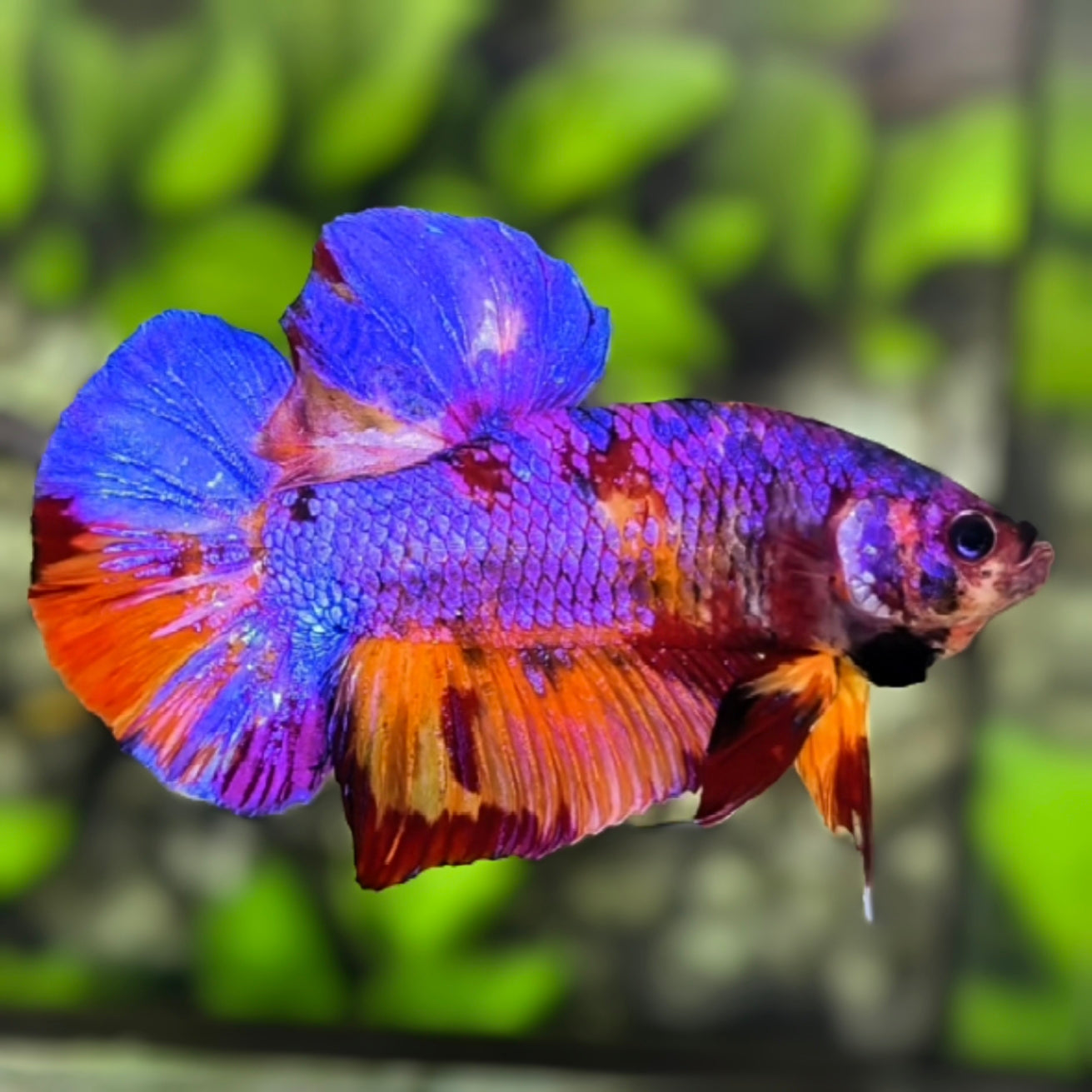 Multicolor Purple Candy JUMBO GIANT HMPK Betta Fish Male