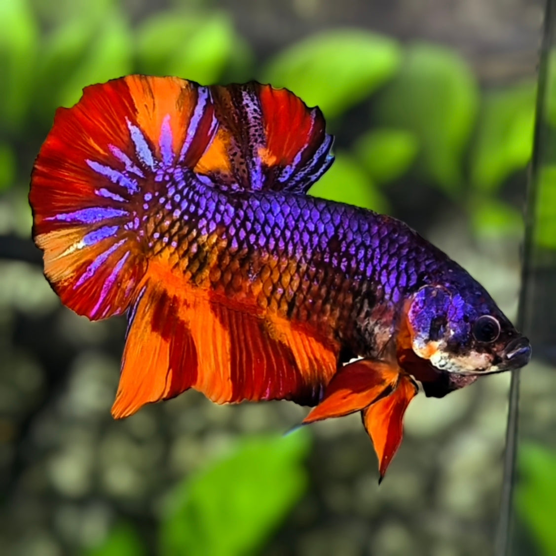 Multicolor Purple Leopard Candy JUMBO GIANT HMPK Betta Fish Male