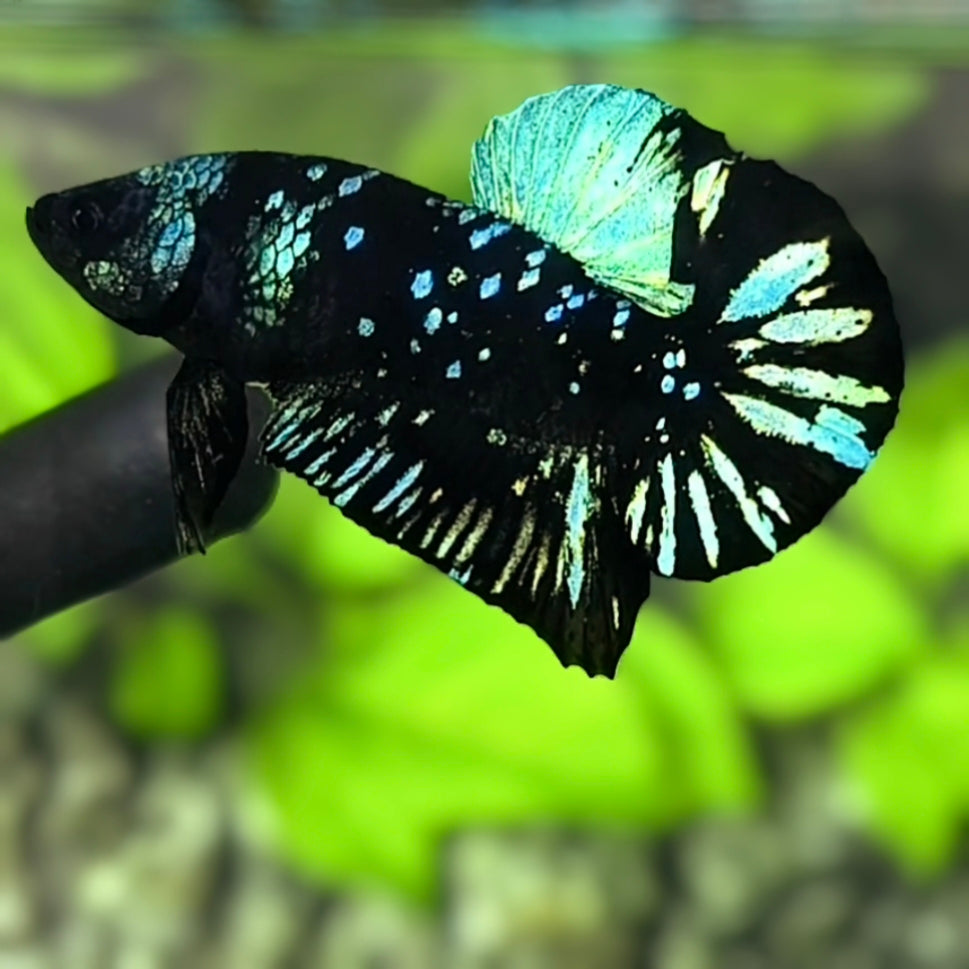 Avatar Blackstar Turquoise Green HMPK Betta Fish Male