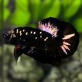 Avatar Blackstar Copper Purple Gold HMPK Betta Fish Male