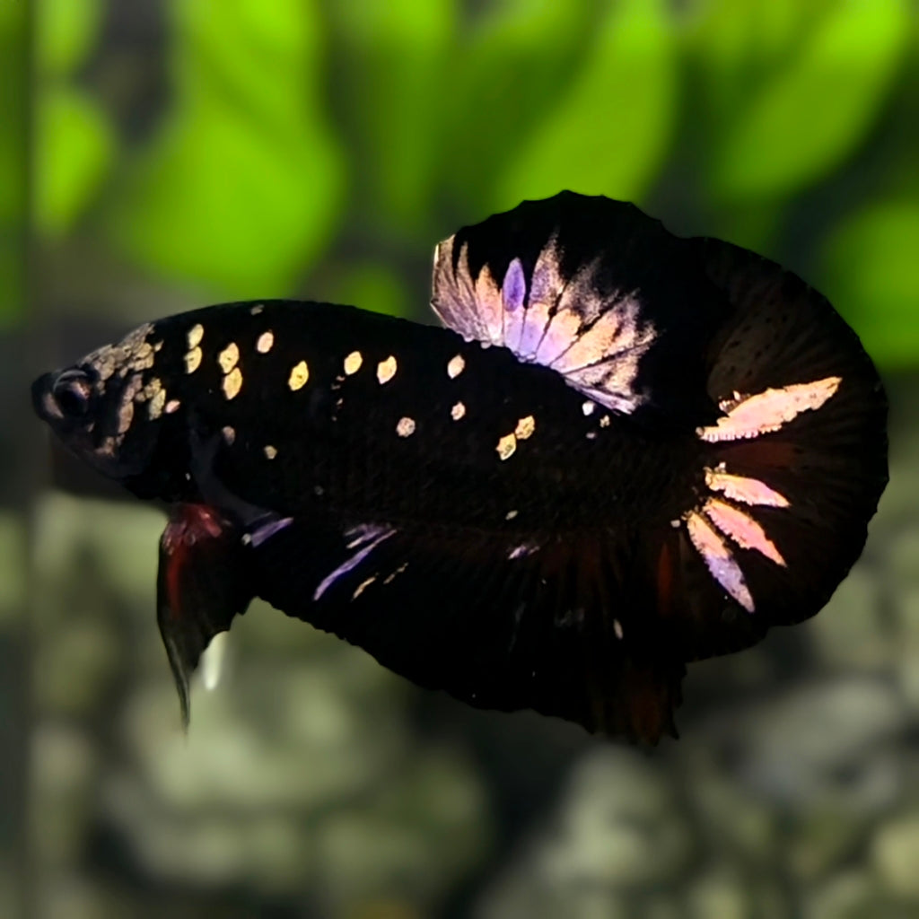 Avatar Blackstar Copper Purple Gold HMPK Betta Fish Male