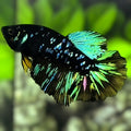 Avatar Blackstar Green Halfmoon Betta Fish Female For Sorority / Breed