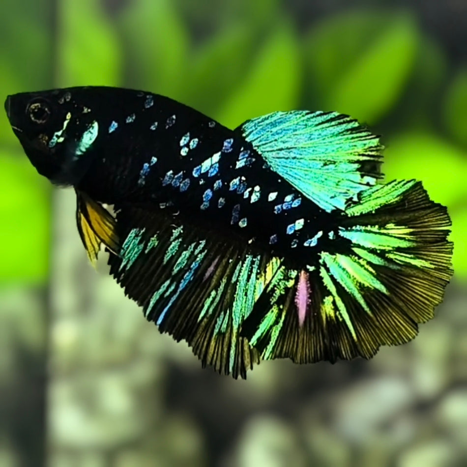 Avatar Blackstar Green Halfmoon Betta Fish Female For Sorority / Breed
