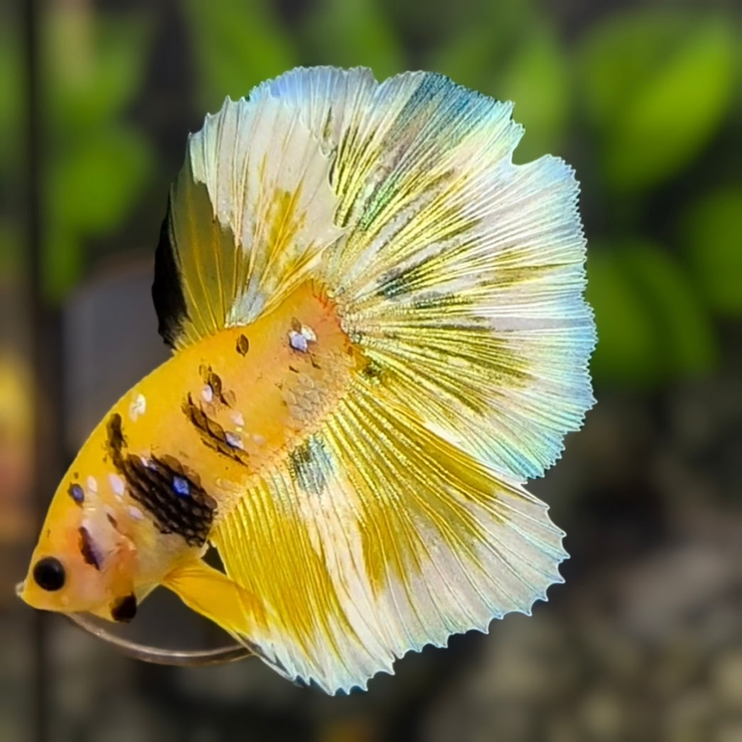 Yellow Gold Barongsai Galaxy Halfmoon Betta Fish Male
