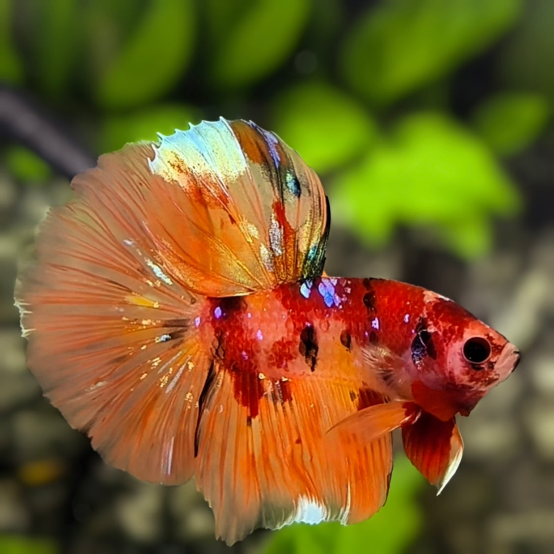 MULTICOLOR – Zaga Farm